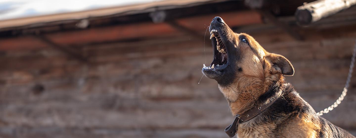 Best dog bite lawyers in Asheville NC
