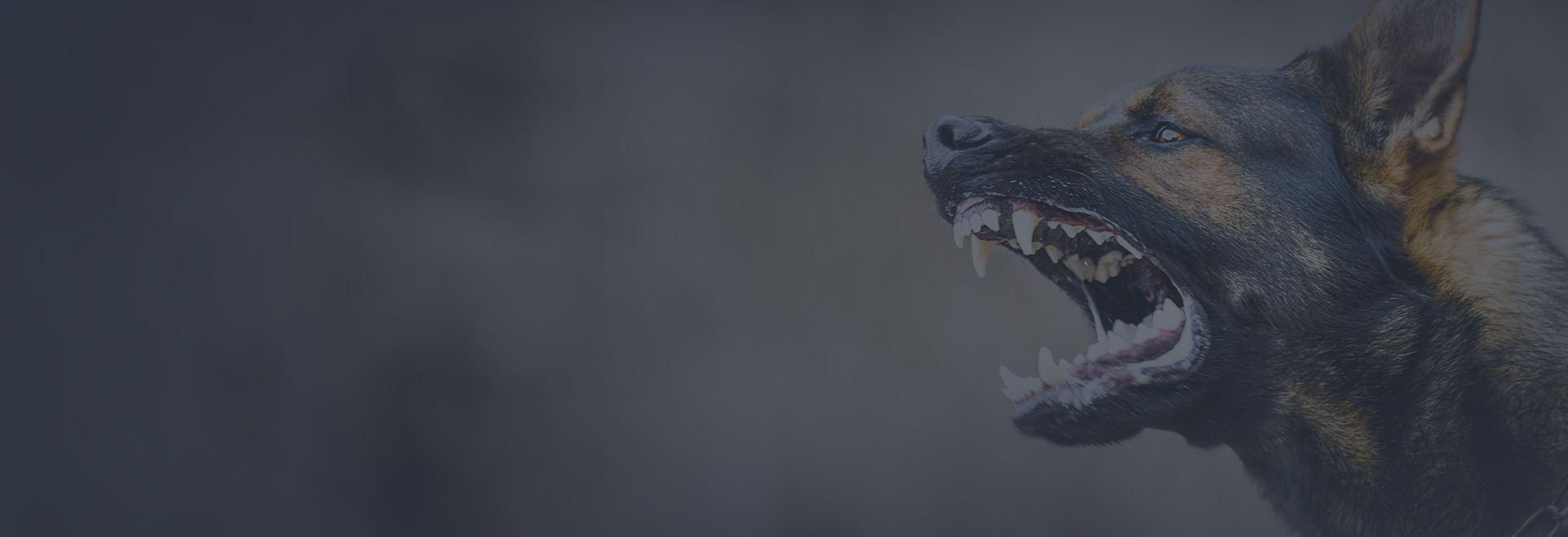 Best Dog Bite Lawyers in Asheville NC Expert Legal Support for Dog Bite Victims Understanding Local Dog Bite Laws and Regulations How to Choose the Right Lawyer for Your Case Proven Strategies These Lawyers Use to Win Dog Bite Compensation Testimonials and Success Stories from Asheville Clients